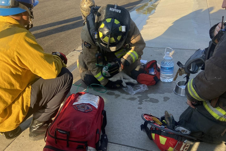 Oceanside Family and Pets Safe After Home Engulfed in Flames, Cat Rescued by Firefighters