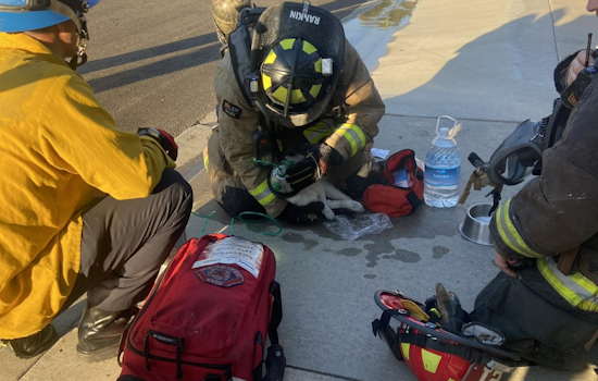 Oceanside Family and Pets Safe After Home Engulfed in Flames, Cat Rescued by Firefighters
