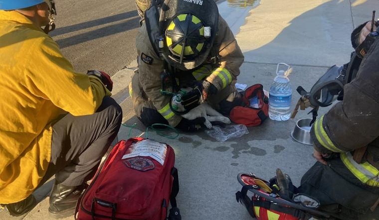 Oceanside Family and Pets Safe After Home Engulfed in Flames, Cat Rescued by Firefighters