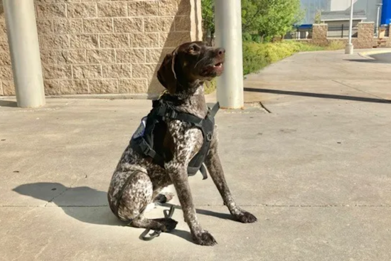 Ogden High Welcomes Piper, the Security Canine, to Enhance Safety and Boost Morale