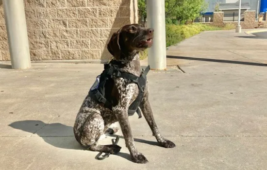 Ogden High Welcomes Piper, the Security Canine, to Enhance Safety and Boost Morale