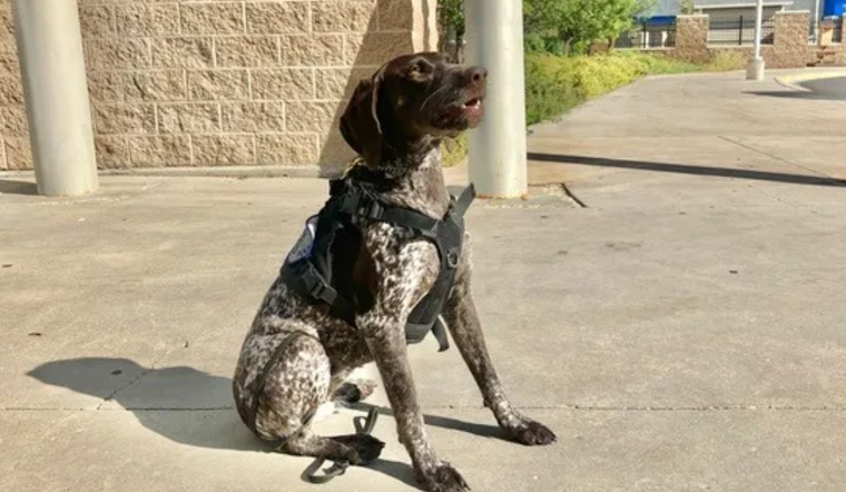Ogden High Welcomes Piper, the Security Canine, to Enhance Safety and Boost Morale