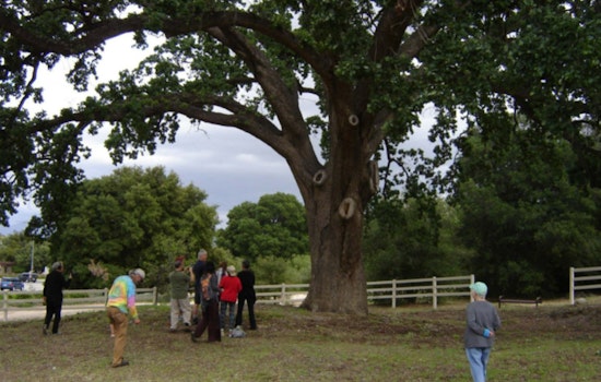 "Old Glory" Oak Tree in Stevenson Ranch Earns Historic Landmark Status by LA County Board