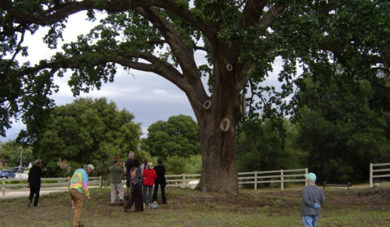 "Old Glory" Oak Tree in Stevenson Ranch Earns Historic Landmark Status by LA County Board