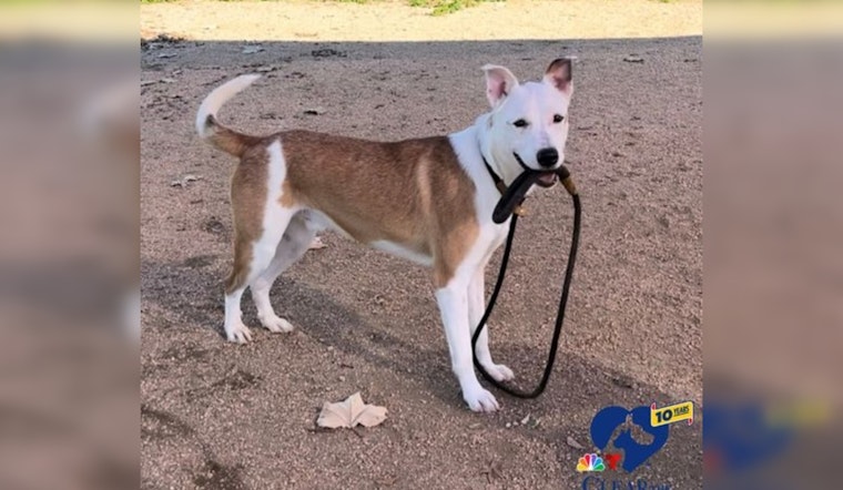 Over 60 Pets Find Forever Homes During Williamson County's "Clear The Shelters" Initiative