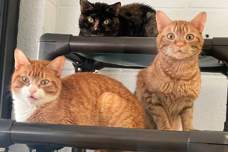 Palm Beach County Animal Shelter Appeals for Help Amid Overcrowding Crisis
