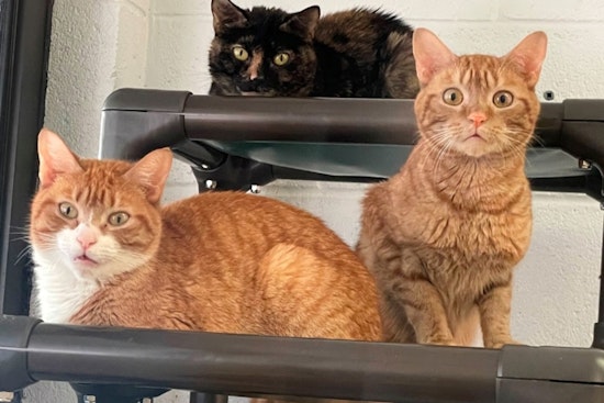 Palm Beach County Animal Shelter Appeals for Help Amid Overcrowding Crisis