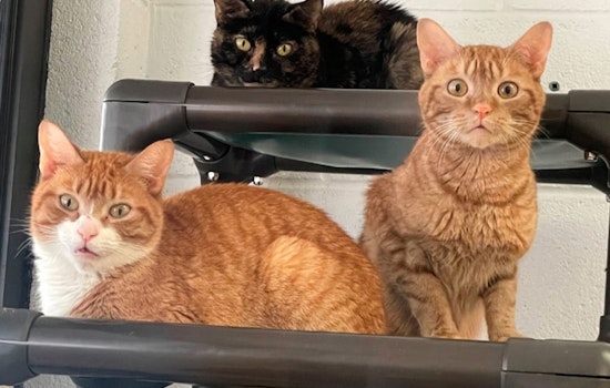 Palm Beach County Animal Shelter Appeals for Help Amid Overcrowding Crisis
