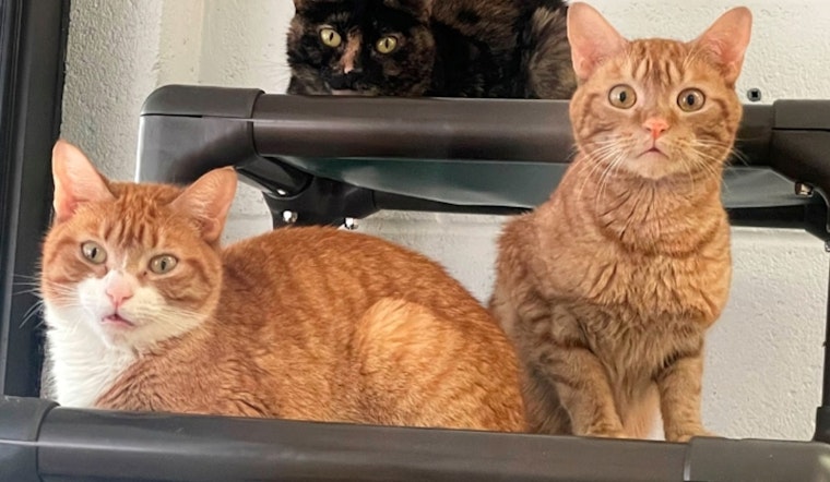 Palm Beach County Animal Shelter Appeals for Help Amid Overcrowding Crisis