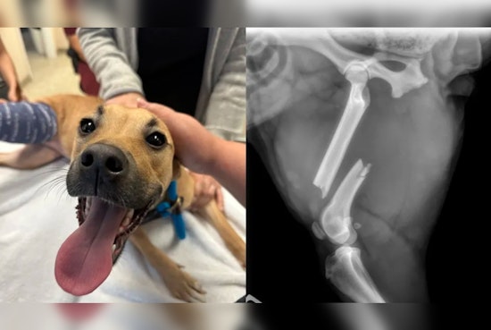 Palm Harbor Man Charged with Animal Cruelty Suspected of Injuring Puppy's Leg