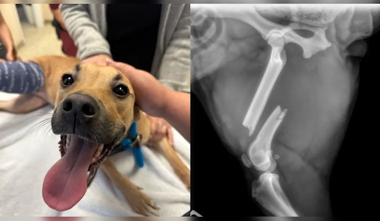 Palm Harbor Man Charged with Animal Cruelty Suspected of Injuring Puppy's Leg