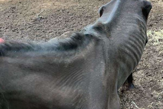Panola County Trio Charged with Animal Cruelty and Child Neglect, Community Rallies to Aid Malnourished Mare