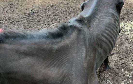 Panola County Trio Charged with Animal Cruelty and Child Neglect, Community Rallies to Aid Malnourished Mare