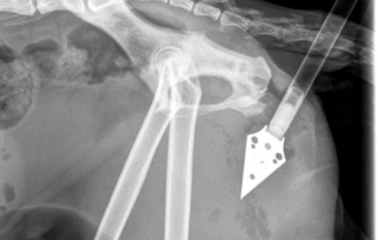 Philadelphia Community Outraged After Cat Shot with Arrow in Strawberry Mansion as PSPCA Seeks Information