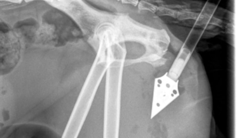 Philadelphia Community Outraged After Cat Shot with Arrow in Strawberry Mansion as PSPCA Seeks Information