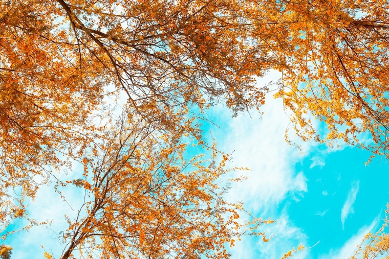 Phoenix Braces for Rising Temperatures and Sunshine-Filled Week Ahead