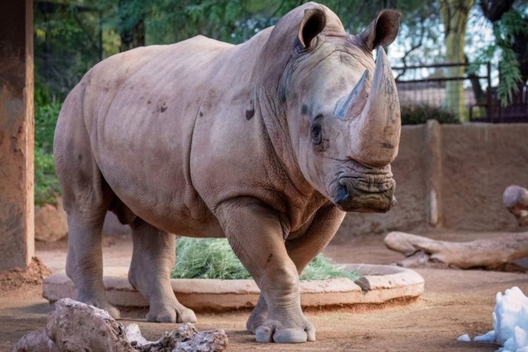 Phoenix Community Mourns Loss of Beloved Zoo Rhino, Howard, After Battle with Neurological Disorder