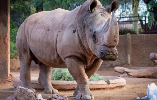 Phoenix Community Mourns Loss of Beloved Zoo Rhino, Howard, After Battle with Neurological Disorder