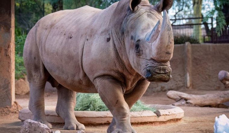 Phoenix Community Mourns Loss of Beloved Zoo Rhino, Howard, After Battle with Neurological Disorder