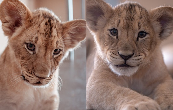 Phoenix Zoo Unveils Names of Adorable Lion Cubs, Meet Azizi and Jasiri
