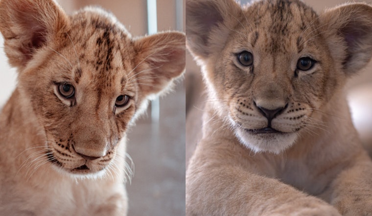 Phoenix Zoo Unveils Names of Adorable Lion Cubs, Meet Azizi and Jasiri
