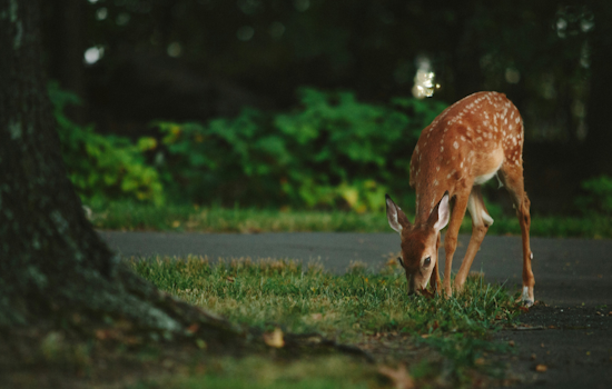 Pittsburgh Expands Deer Management Program to More Parks, Archery Hunts Scheduled for Population Control