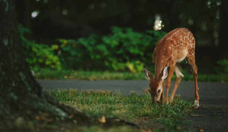 Pittsburgh Expands Deer Management Program to More Parks, Archery Hunts Scheduled for Population Control