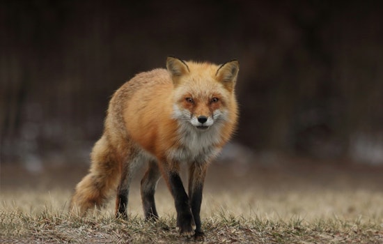 Rabid Fox Discovery in Marble Falls Spurs Public Health Warning, Officials Urge Pet Vaccination