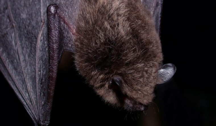 Rabies Alert: Health Officials Warn After Bat Tests Positive at San Diego Zoo Safari Park