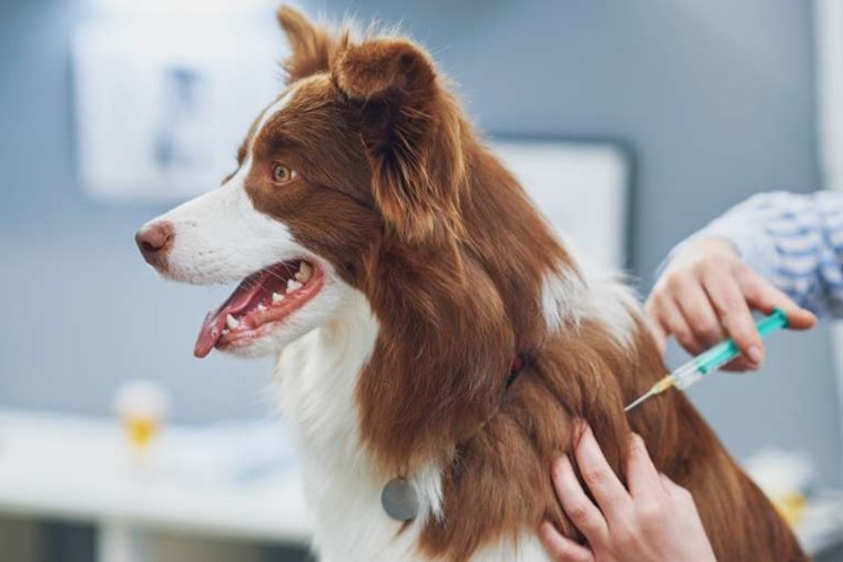 Raleigh Police Department Hosts Discounted Rabies Vaccines and Free Microchipping Clinics for Pets
