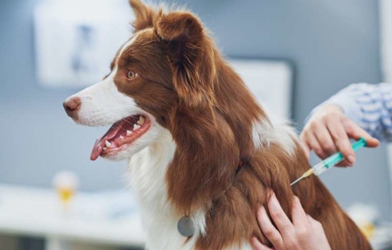 Raleigh Police Department Hosts Discounted Rabies Vaccines and Free Microchipping Clinics for Pets