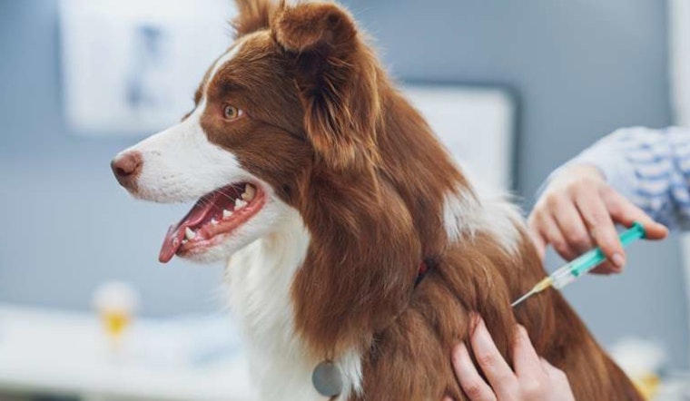 Raleigh Police Department Hosts Discounted Rabies Vaccines and Free Microchipping Clinics for Pets