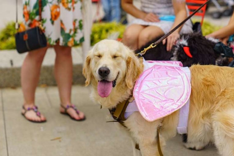 Raleigh Welcomes Back Pawsome HOWL-O-Ween Pet Parade and Costume Contest on October 19