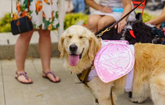 Raleigh Welcomes Back Pawsome HOWL-O-Ween Pet Parade and Costume Contest on October 19
