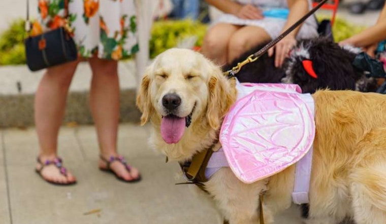 Raleigh Welcomes Back Pawsome HOWL-O-Ween Pet Parade and Costume Contest on October 19