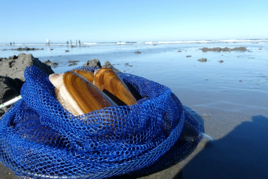 Razor Clam Enthusiasts Gear Up for 42-Day Digging Season on Washington Coasts Starting October 3