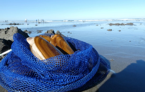Razor Clam Enthusiasts Gear Up for 42-Day Digging Season on Washington Coasts Starting October 3