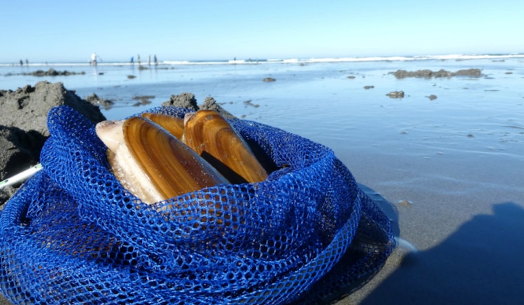 Razor Clam Enthusiasts Gear Up for 42-Day Digging Season on Washington Coasts Starting October 3