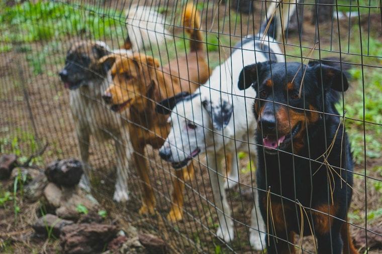 Riverside County Unites for Free Pet Adoption Drive Amid Clear the Shelters Campaign's 10th Anniversary