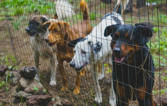 Riverside County Unites for Free Pet Adoption Drive Amid Clear the Shelters Campaign's 10th Anniversary