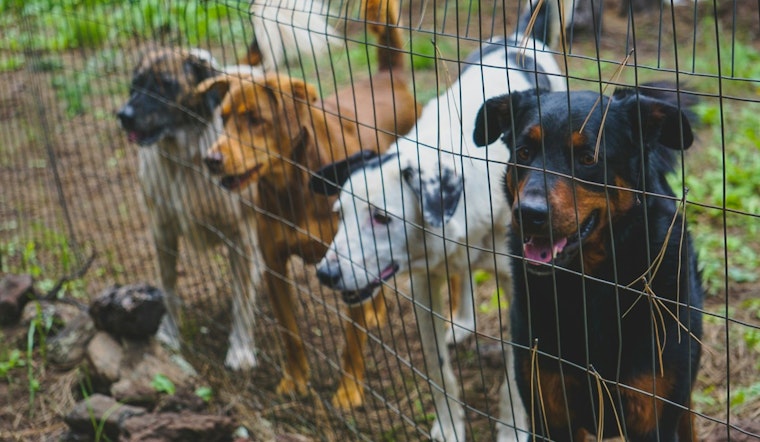 Riverside County Unites for Free Pet Adoption Drive Amid Clear the Shelters Campaign's 10th Anniversary