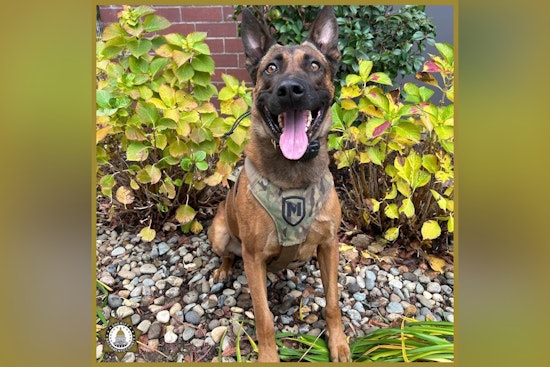 Sacramento Deputies Apprehend Armed Suspect Following Chase and K9 Intervention
