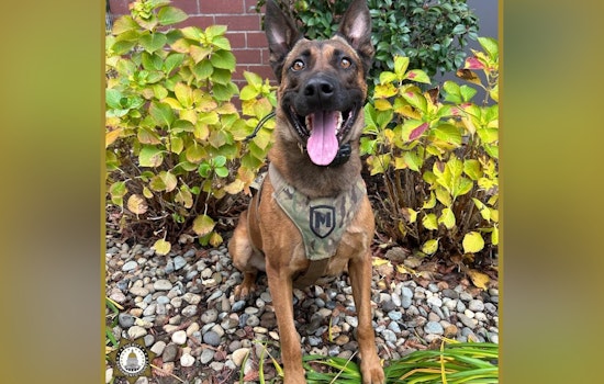 Sacramento Deputies Apprehend Armed Suspect Following Chase and K9 Intervention