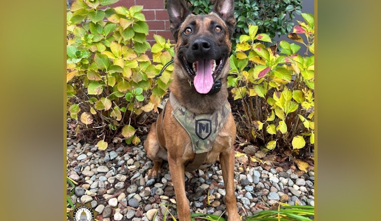 Sacramento Deputies Apprehend Armed Suspect Following Chase and K9 Intervention
