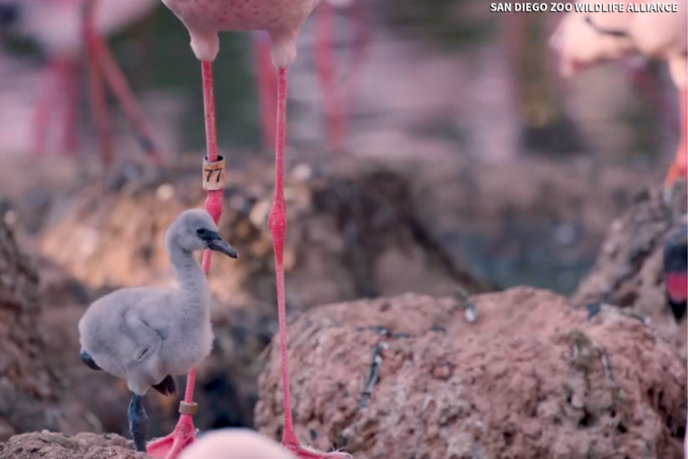 Same-Sex Flamingo Couple at San Diego Zoo Safari Park Successfully Hatch Chick
