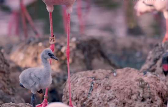 Same-Sex Flamingo Couple at San Diego Zoo Safari Park Successfully Hatch Chick