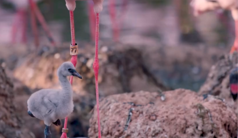 Same-Sex Flamingo Couple at San Diego Zoo Safari Park Successfully Hatch Chick