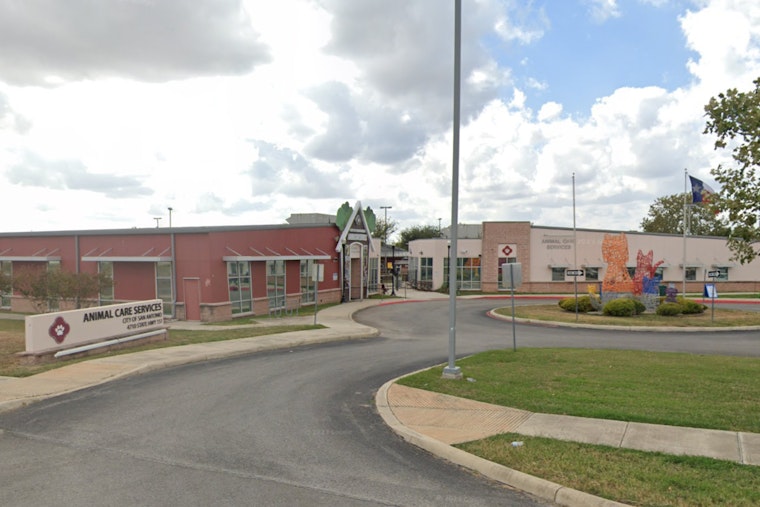 San Antonio Seeks Compassionate Citizens for Pet Fostering Amid Shelter Overcrowding