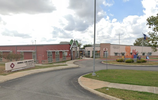 San Antonio Seeks Compassionate Citizens for Pet Fostering Amid Shelter Overcrowding