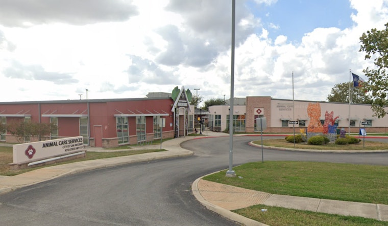 San Antonio Seeks Compassionate Citizens for Pet Fostering Amid Shelter Overcrowding